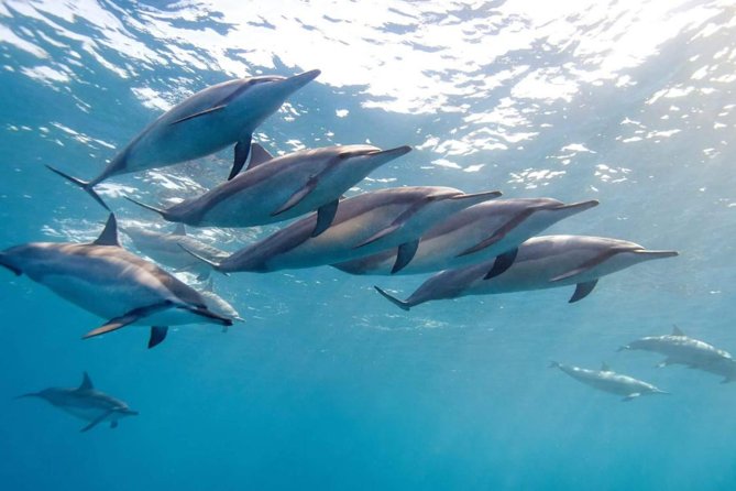 2-Hours Dolphin Excursion in Mauritius - Key highlights worth your attention