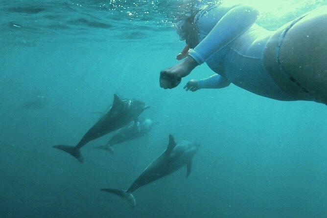 2-Hours Dolphin Excursion in Mauritius - Snorkeling with wild dolphins: how the guide support changes everything