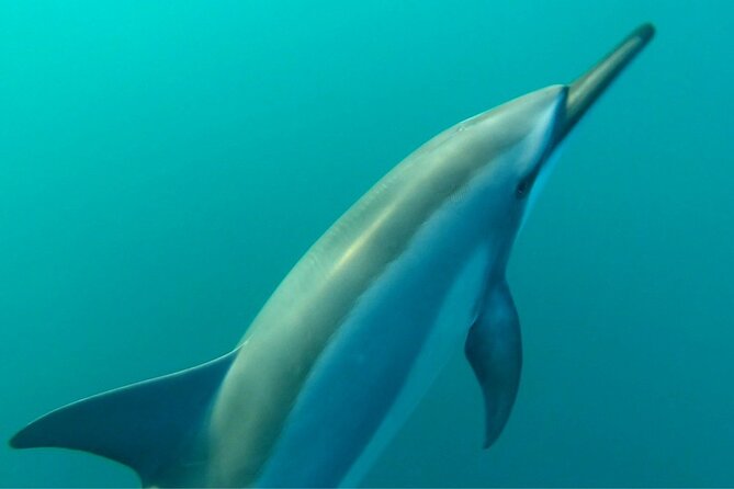 2-Hours Dolphin Excursion in Mauritius - What you can realistically expect in the water