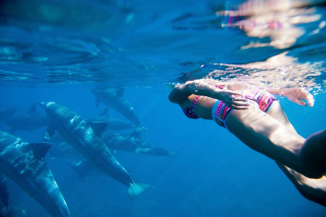 2-Hours Dolphin Excursion in Mauritius - Who this dolphin excursion is best for