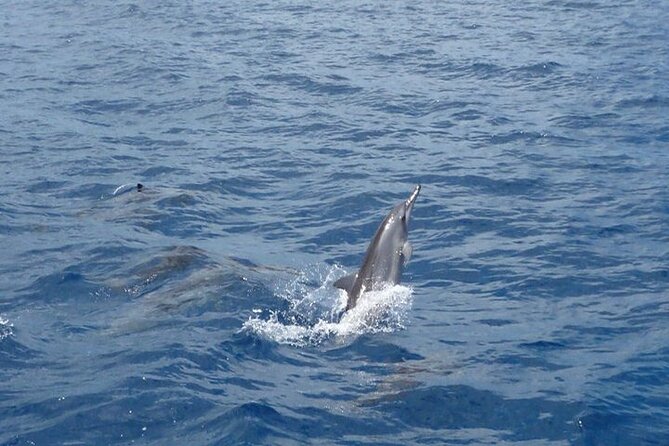 2-Hours Dolphin Excursion in Mauritius - Weather, timing, and packing so you feel ready