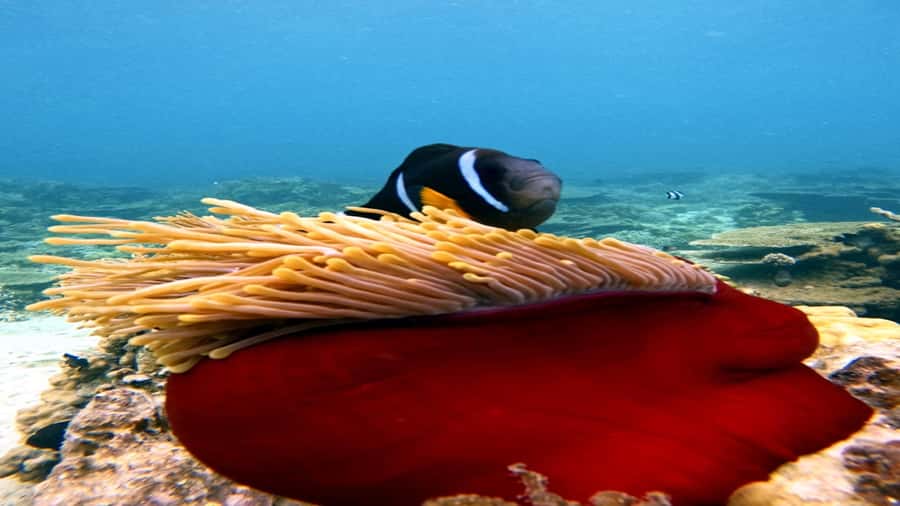 5 Islands All-Inclusive Speedboat w/Snorkeling Sea Turtle - Who this tour fits best, and who should choose differently