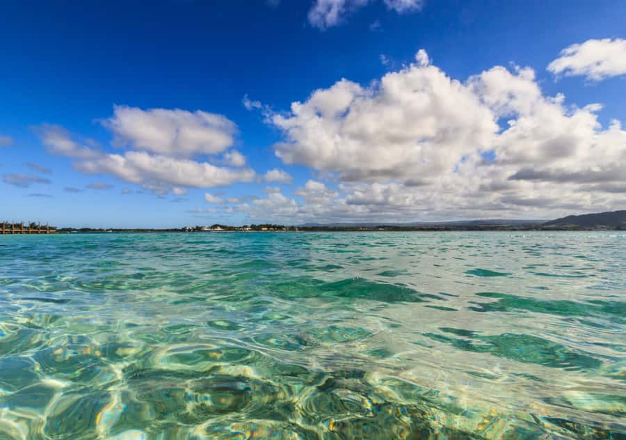 5 Islands Boat Trip, Snorkeling and Lunch on Ile aux Cerfs - Ile aux Aigrettes: endemic flora and fauna stop with a nature angle