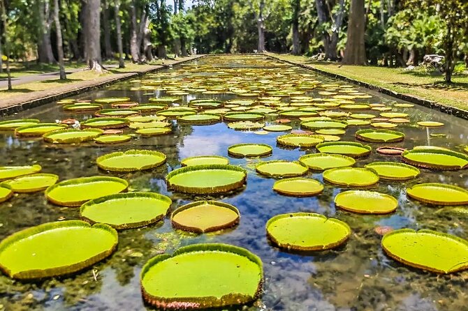 8-Hour Private City and North Tour in Mauritius - Comfort, pace, and the private-group reality