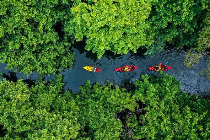 Afternoon Guided Kayak Activity on the Tamarin River - Key Points to Know Before You Go