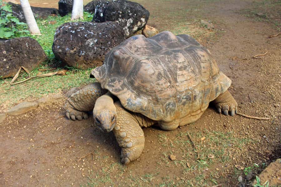 Animal & Nature Parks, Private Tour - Waterfall Stops in the South West and South