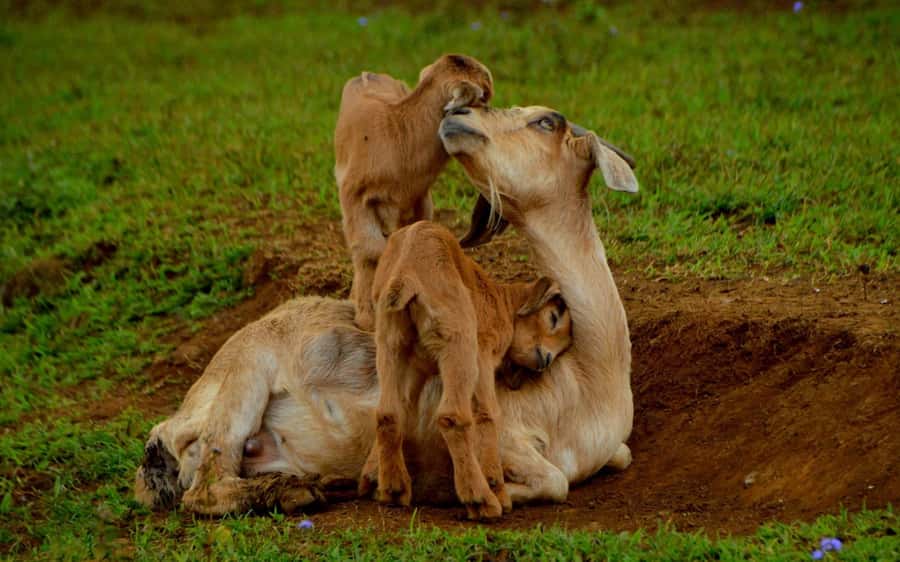 Animal & Nature Parks, Private Tour - Who This Tour Suits Best