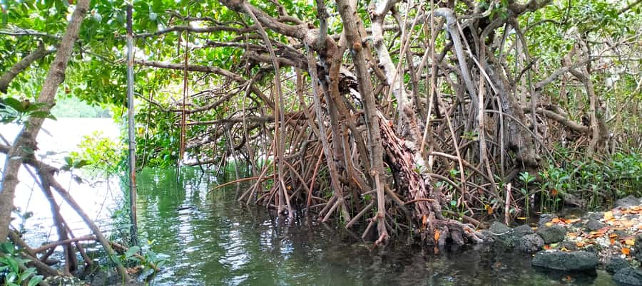 Authentic North East Coast E-bike Guided Tour - Mangrove preservation, oyster farming, sea turtles, and Aldabra tortoises