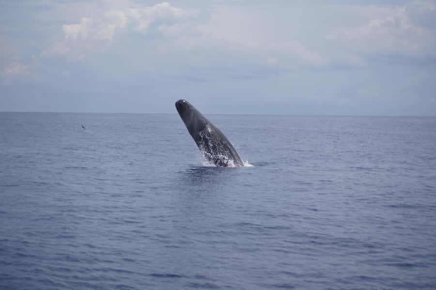 Black River: Dolphin Swim and Whale Watching by Speedboat - Key highlights that matter