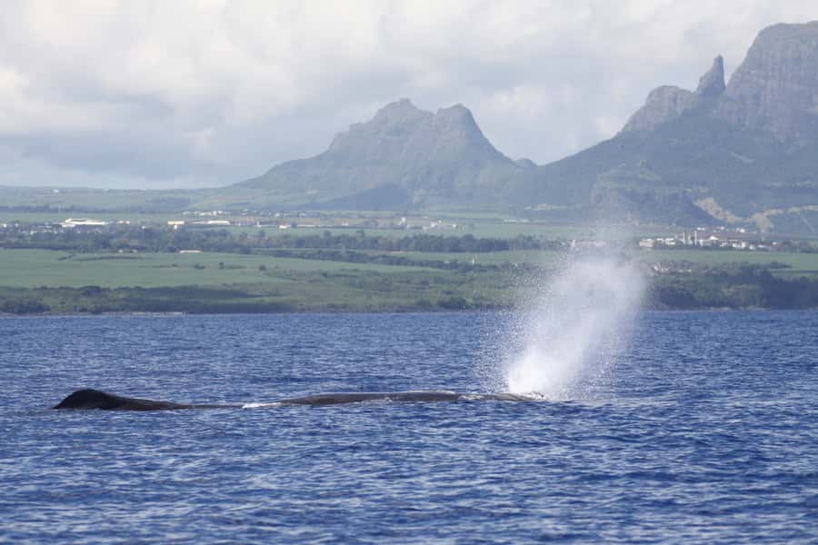 Black River: Dolphin Swim and Whale Watching by Speedboat - Black River speedboat start: Grande Riviere Noire logistics that set expectations