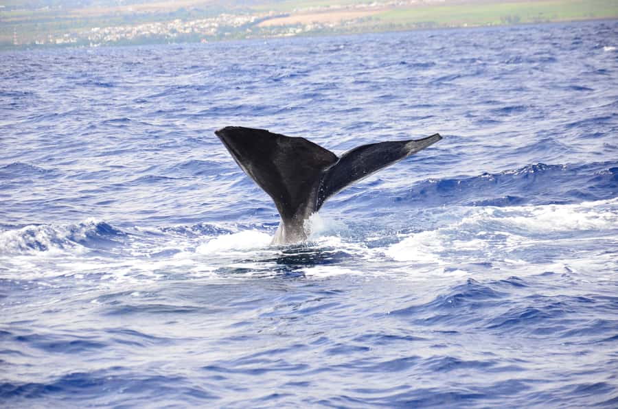 Black River: Dolphin Swim and Whale Watching by Speedboat - Whales from the boat: 60% odds, plus the right rules