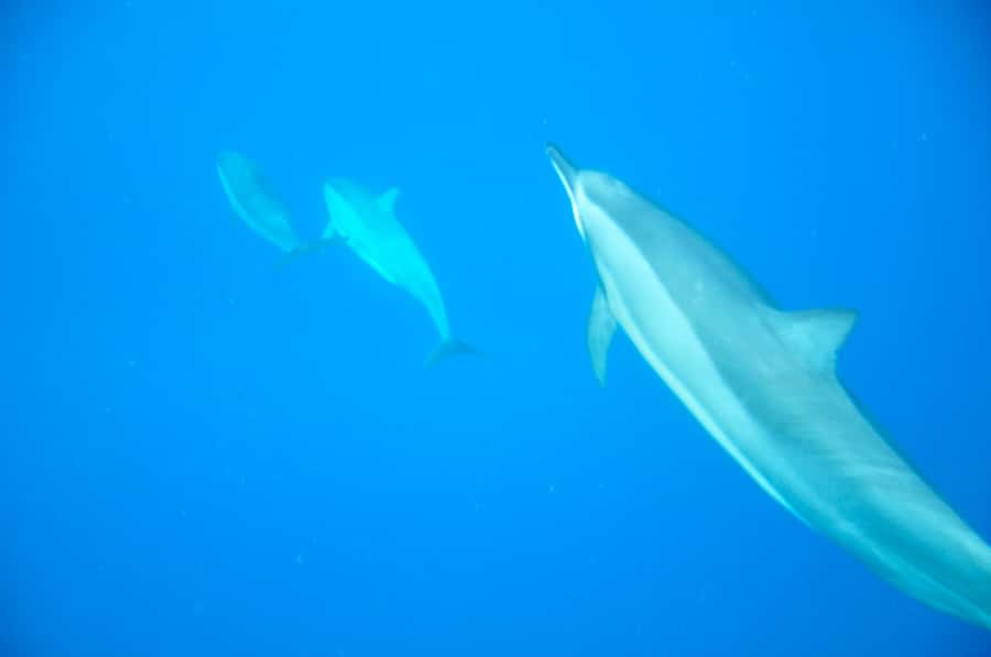 Black River: Dolphin Swim and Whale Watching by Speedboat - Dolphin swim: what the guides coach, and why it changes the experience