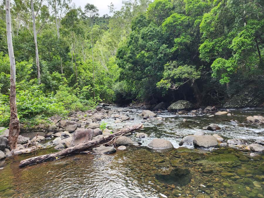 Black River: Guided Hike in the Black River Gorges Valley - The river swim and the hands-on nature moments