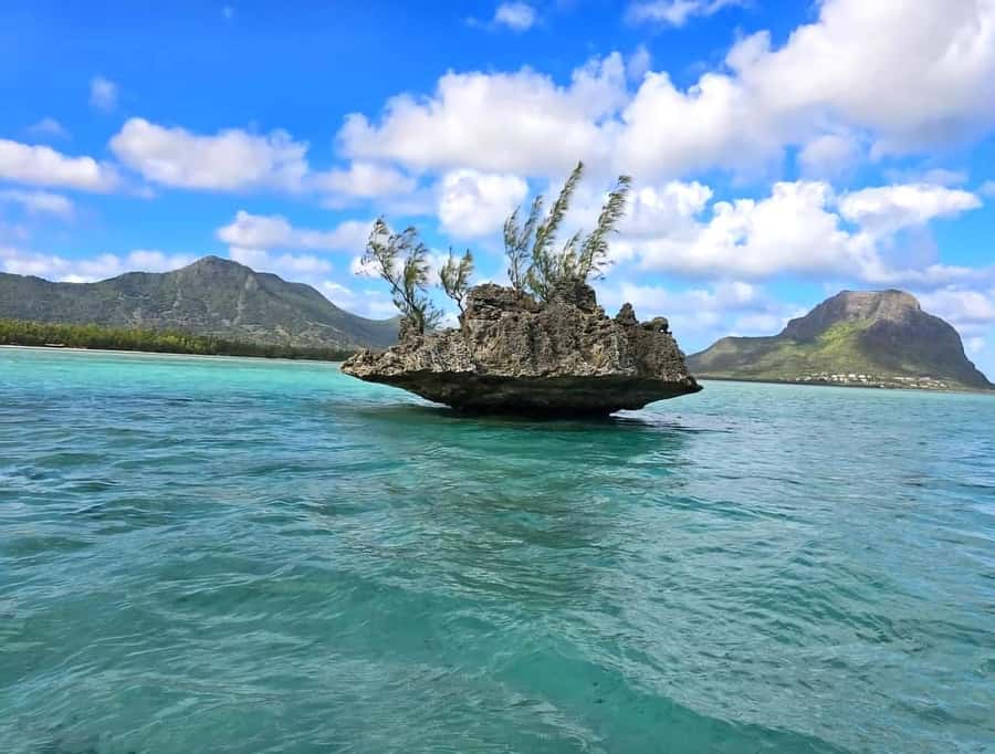 Black River: Swim with Dolphin Speed Boat Tour with lunch - Key Things I’d Bet on Before You Go