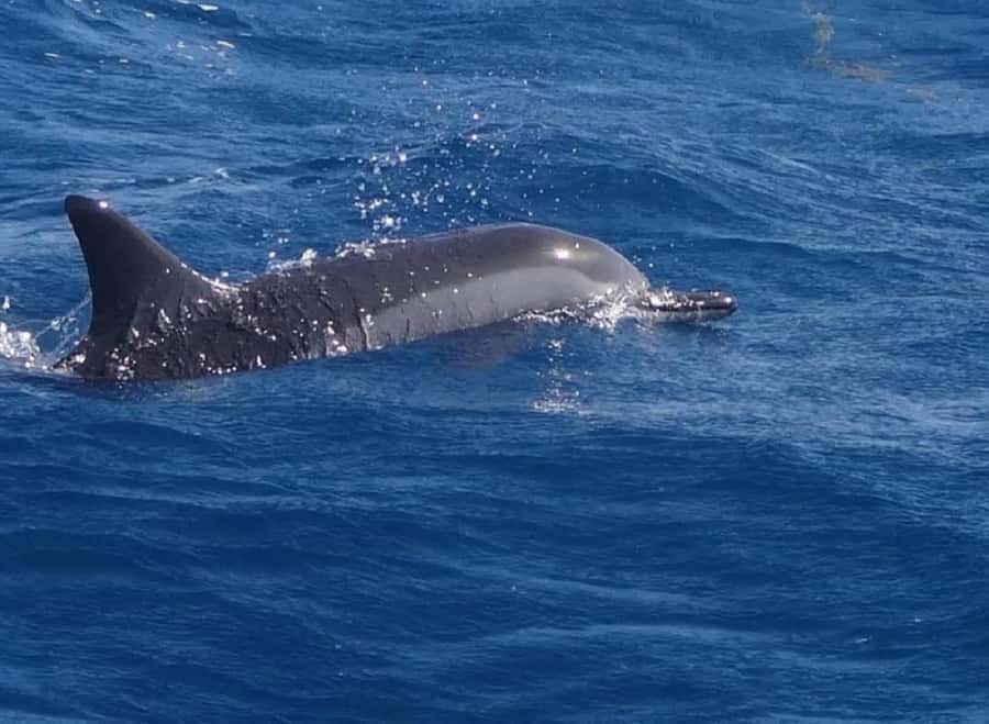 Black River: Swim with Dolphin Speed Boat Tour with lunch - Meeting at Flic en Flac and Getting Out to Ile aux Bénitiers