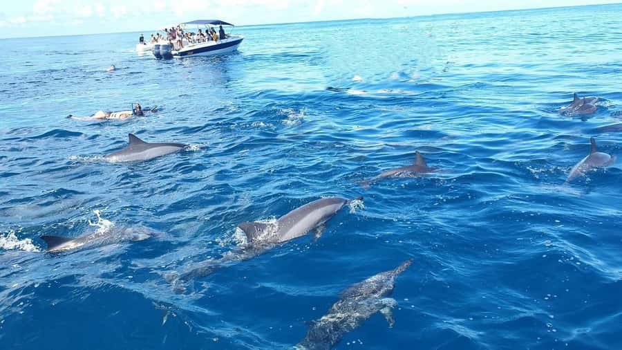 Black River: Swim with Dolphin Speed Boat Tour with lunch - Crystal Rock Snorkeling by Le Morne’s Lagoons