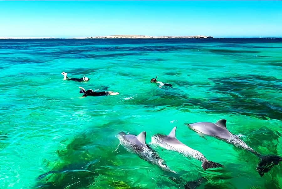 Black River: Swim with Dolphin Speed Boat Tour with lunch - Value Check: What $74 Buys You in Real Time
