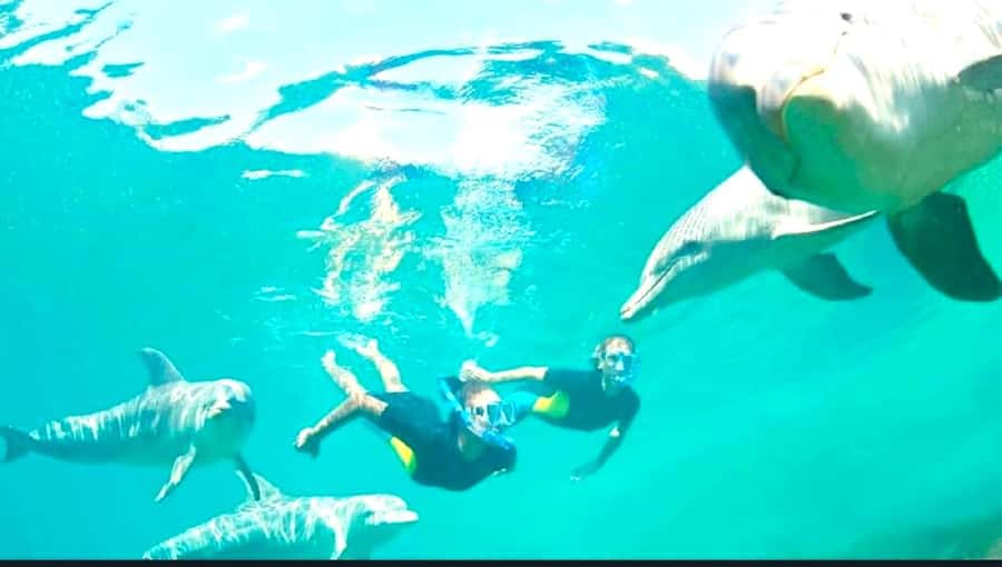 Black River: Swim with Dolphin Speed Boat Tour with lunch - Who Should Book, and Who Should Skip This Dolphin and Snorkel Day