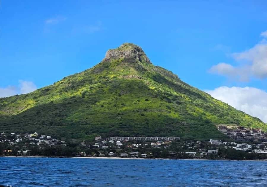 Black River: Swim with Dolphin Speed Boat Tour with lunch - FAQ