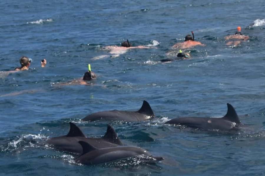 Black River: Swim with Dolphin Speed Boat Tour with lunch - Swimming With Dolphins Without the Chaos