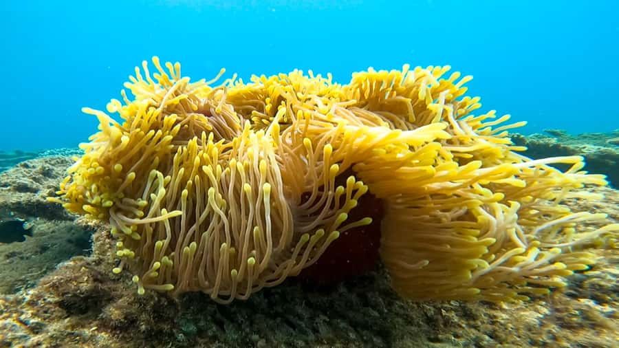 Blue Bay: Blue Bay Glass Bottom Boat Visit and Snorkeling - What you’ll do during the sightseeing cruise