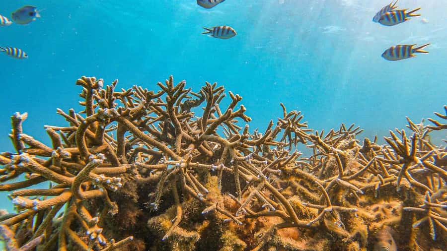 Blue Bay: Blue Bay Glass Bottom Boat Visit and Snorkeling - What you’ll actually see: fish schools, coral forms, and the reality of reef health