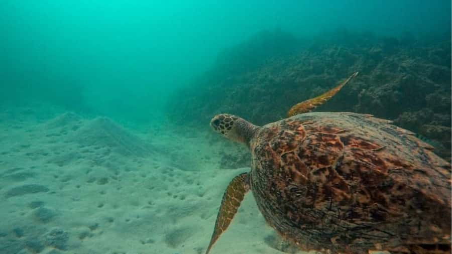 Blue Bay: Blue Bay Glass Bottom Boat Visit and Snorkeling - Price and value: $28 for a boat plus a guided snorkel