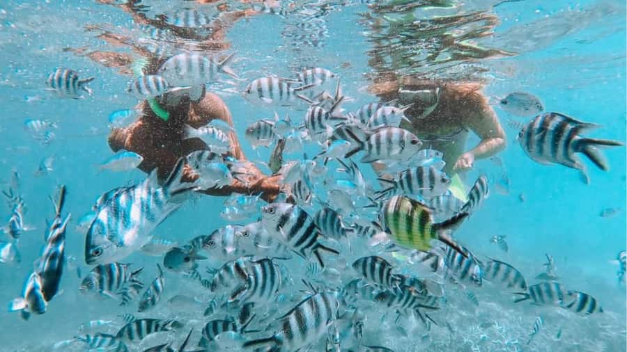 Blue Bay: Blue Bay Glass Bottom Boat Visit and Snorkeling - The 1-hour plan: cruise time versus snorkeling time