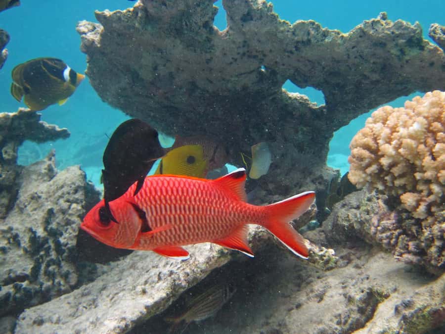 Blue Bay: Half-Day Snorkeling Trip with Creole Picnic Lunch - Key takeaways before you go