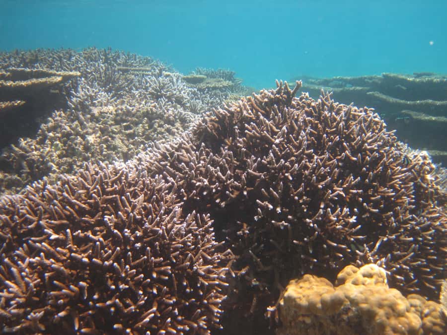 Blue Bay: Half-Day Snorkeling Trip with Creole Picnic Lunch - After lunch: a second snorkeling window with coral viewing