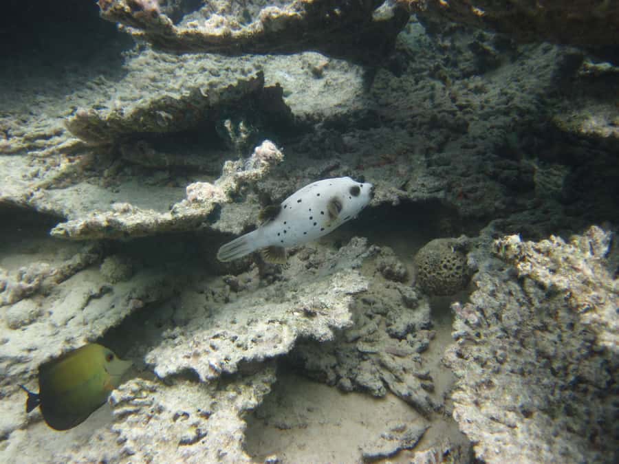 Blue Bay: Half-Day Snorkeling Trip with Creole Picnic Lunch - Comfort tips that make snorkeling less of a hassle