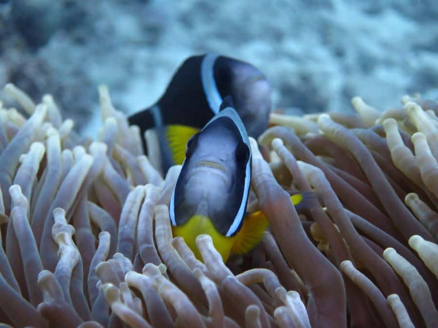 Blue Bay: LEARN TO DIVE TODAY with CORAL DIVING Team - The shallow-water practice that makes the open-water part easier