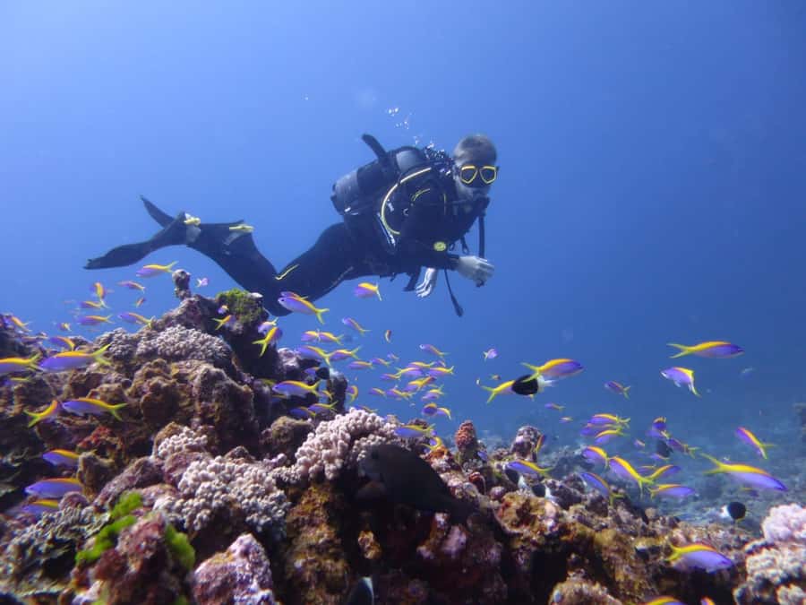 Blue Bay: LEARN TO DIVE TODAY with CORAL DIVING Team - The supervised open-water experience, plus snorkeling and dolphins