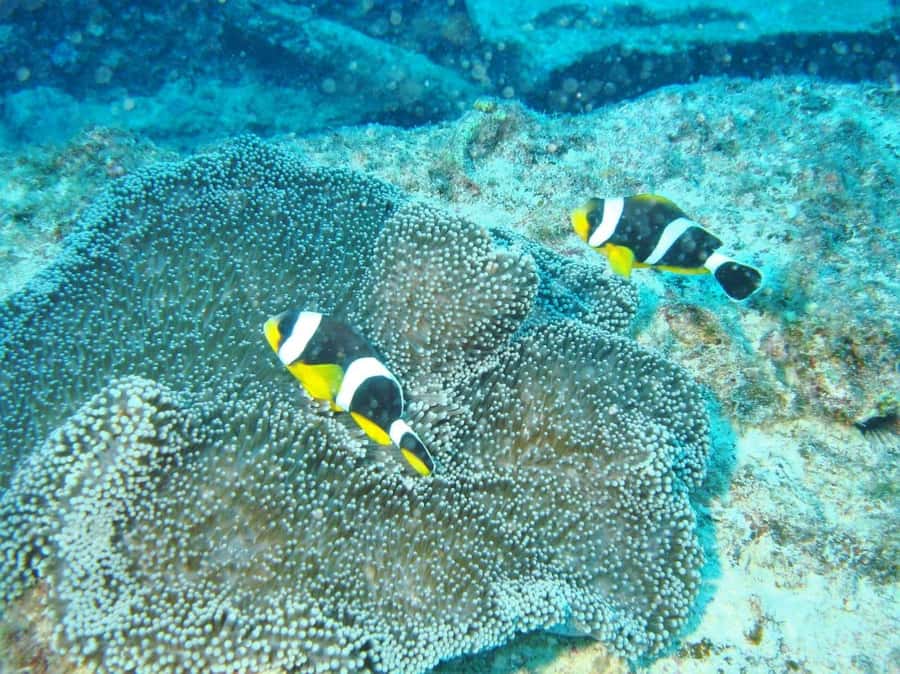 Blue Bay: LEARN TO DIVE TODAY with CORAL DIVING Team - What to bring, and what to avoid before you get in