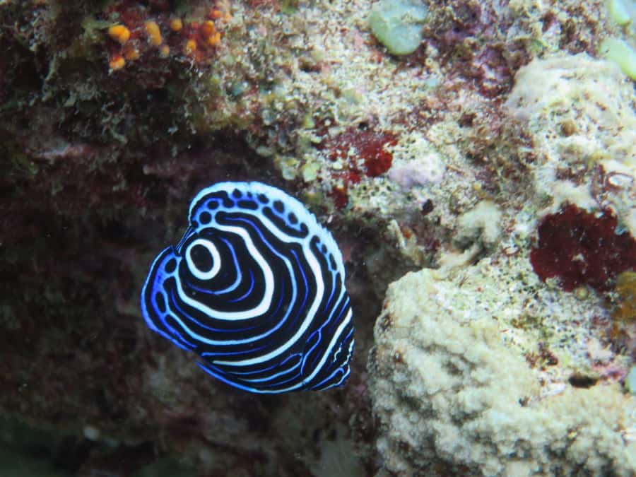 Blue Bay: LEARN TO DIVE TODAY with CORAL DIVING Team - Health and age limits: read this before you book