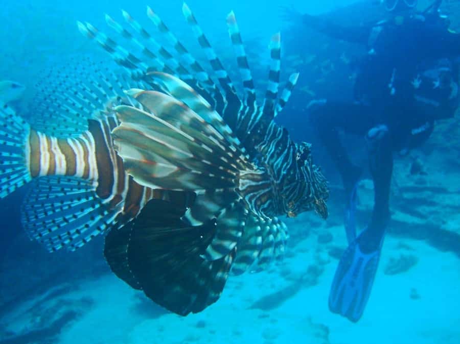 Blue Bay: LEARN TO DIVE TODAY with CORAL DIVING Team - Meeting point at Le Peninsula Bay Beach Resort, Blue Bay
