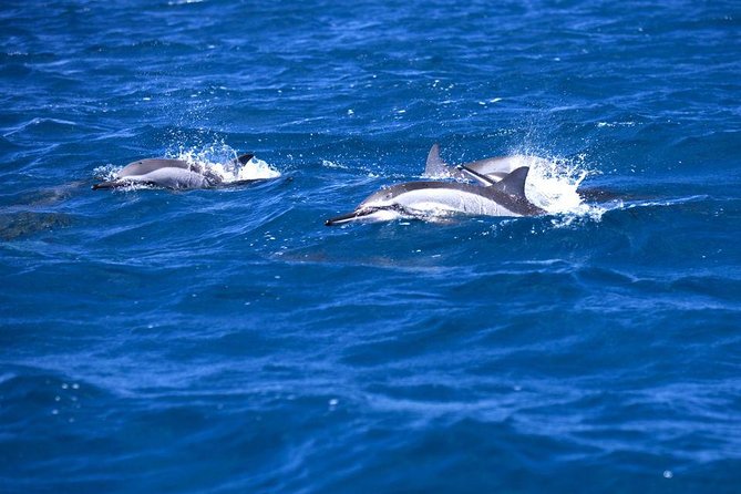 Catamaran Cruise to Ile Aux Bénitiers: Dolphin watch, Crystal Rock & Transfer - From Riviere Noire to Tamarin: The Start That Sets the Tone