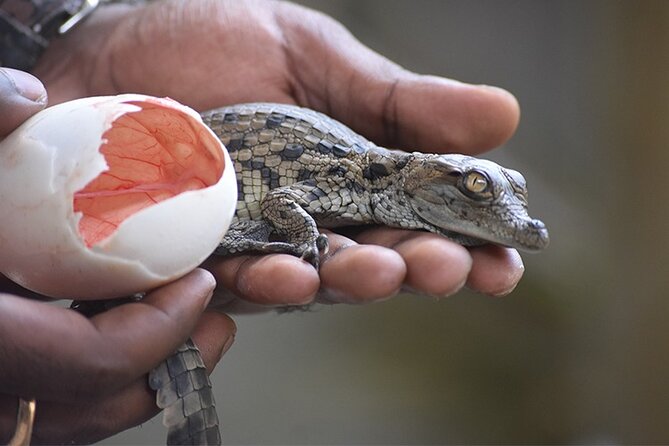 Crocodile Nature Park - Key highlights you will actually care about