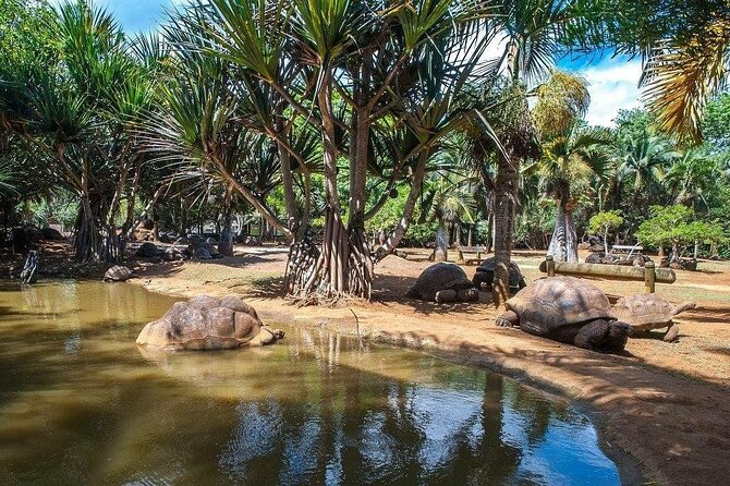 Crocodile Nature Park - A private south-coast day built around La Vanille Nature Park