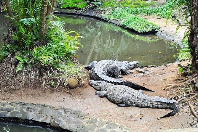 Crocodile Nature Park - La Vanille Nature Park: turtles, crocodiles, and the insect world