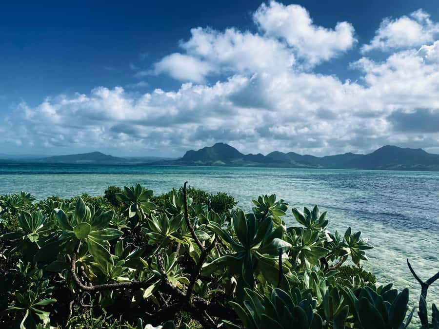 Day Trip at Ile aux Cerfs and other Gems of the South. - Ile aux Cerfs: the swimming, snorkeling, and BBQ lunch that make the day worth it