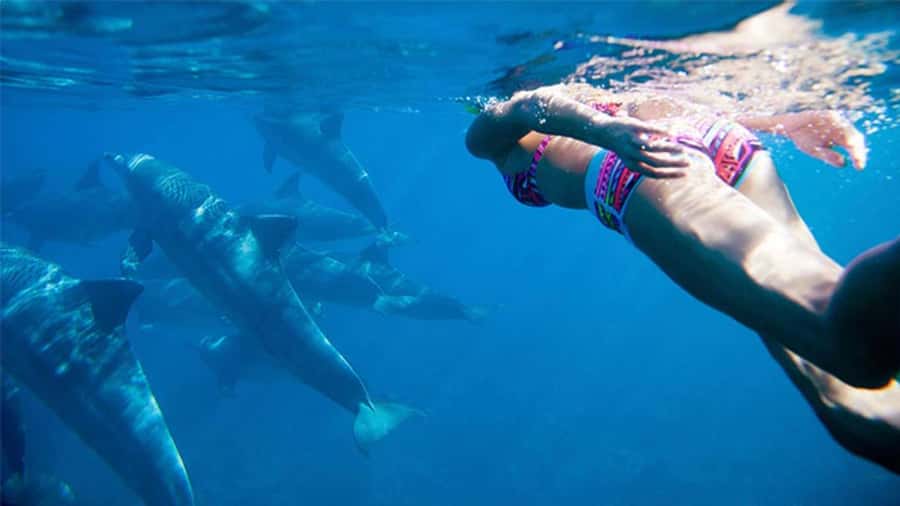 Discover Mauritius: Dolphin Watch, Snorkeling, BBQ Lunch - Catamaran Cruise With Crystal Rock and Ile Aux Benitier on the Menu