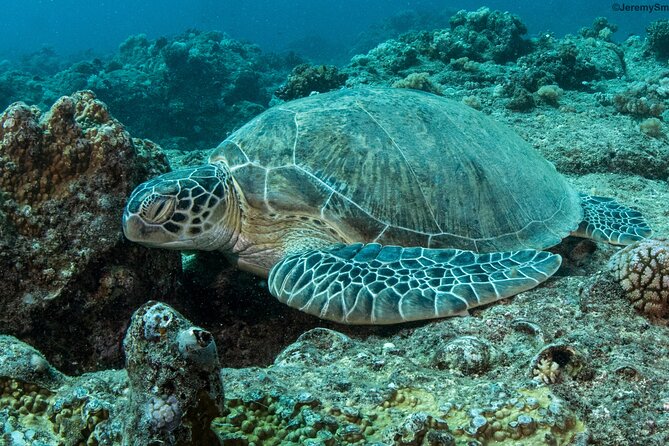 Discover Scuba Diving in Mauritius - Why This PADI DSD Experience Works for Beginners