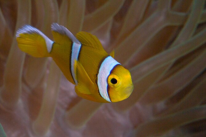 Discover Scuba Diving in Mauritius - Step 1: The 20 to 30 Minute Theory Session