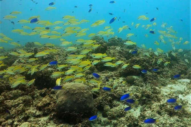 Discover Scuba Diving in Mauritius - Price and Value: Is $116.15 Worth It?