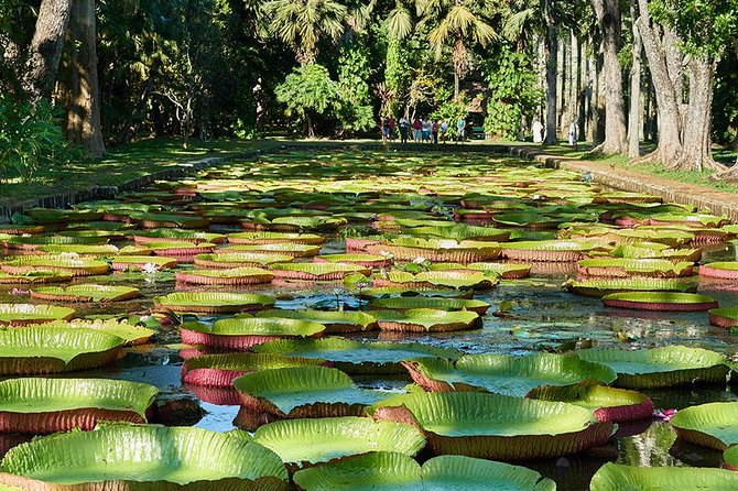 Discovering the North of Mauritius: Full-day incl Botanical garden & lunch - Pickup, transport, and how to set expectations for a smooth day