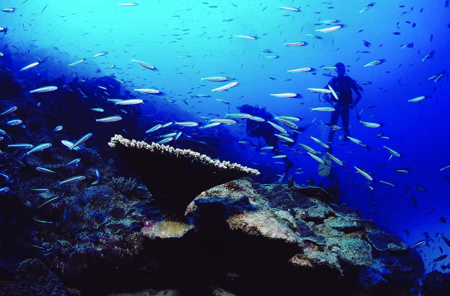 Diving in the North with Blue World Adventures - Price and value: is $159 fair for 2 hours?