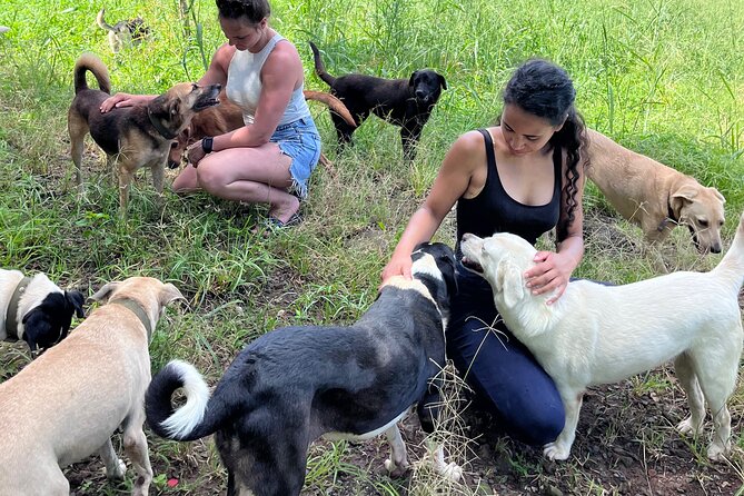 Dog Lover's guided tour of the Happy Tails Sanctuary - Key things to know before you go