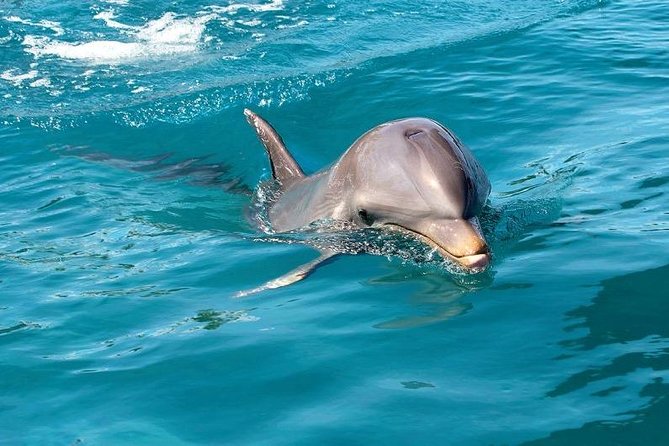Dolphin Encounters, Ile aux Benitier & Crystal rock: Full-Day (Lunch & Transfer) - Crystal Rock Snorkeling: The Lagoon Moment You’ll Remember