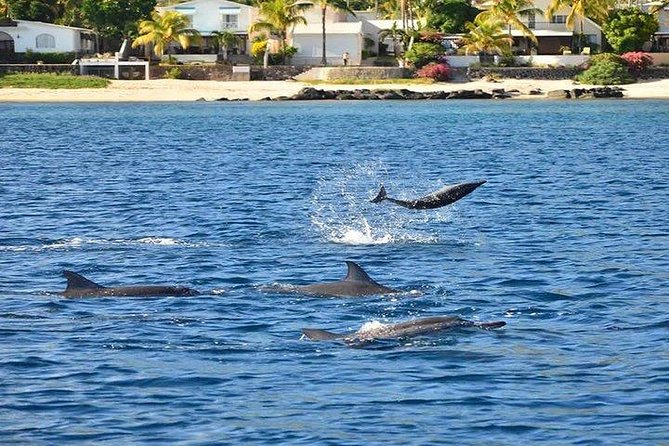 Dolphin Encounters, Ile aux Benitier & Crystal rock: Full-Day (Lunch & Transfer) - How to Have a Smoother Day on the Water